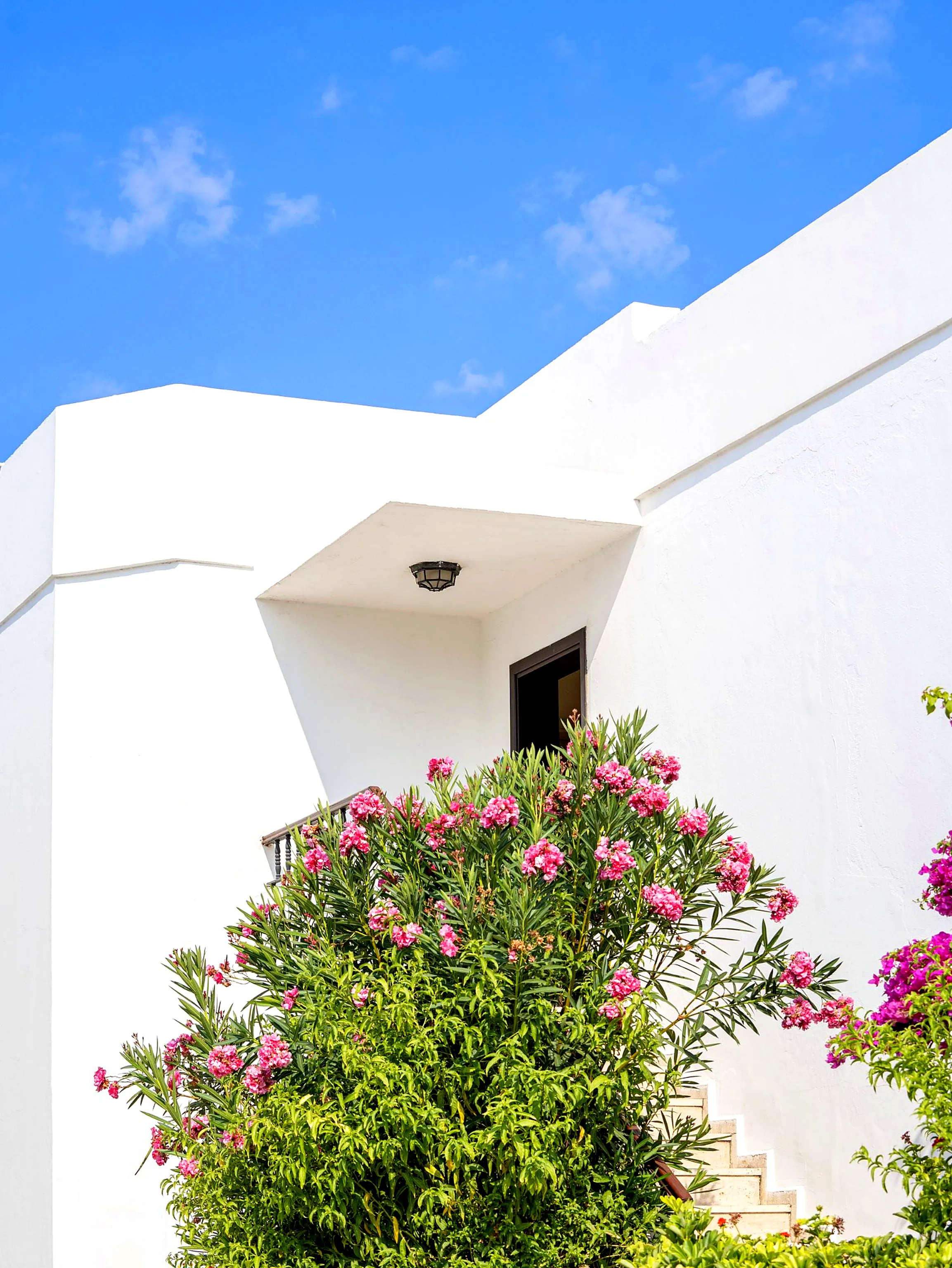 Limewashed wall with oleander and bougainvillea, a detail of Cengiz Bektaş's architecture